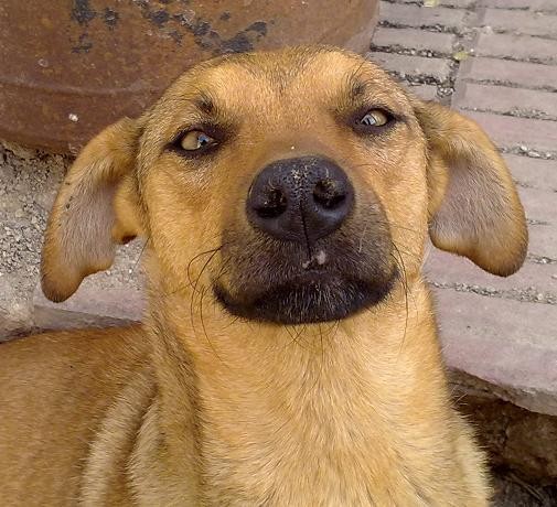 Vainilla: Con mi novio siempre que íbamos a la plaza de nuestra ciudad, La Falda, alimentábamos a 5 perritos que ya se habían hecho nuestros amiguitos, Vainilla era una de ellos, le encantaba perseguir motos, autos y bicicletas. hasta que un día sucedió lo peor, la chocaron, yo adoraba a esta perrita, de los 5 era mi preferida, ese día casi me muero, la llevamos a un veterinario, como a los 5 días la llevé a casa, mis papás al verme tan mal por esta perrita me dejaron tenerla en casa un tiempo, hasta que le busque una familia, gracias a Dios se encariñaron con ella y me dejaron tenerla.. Del resto de los perritos se dieron 2 en adopción, todavía hay 2 que siguen viviendo en esta plaza, pero por suerte hay gente que les llevan comida a diario.. Esta es mi historia con esta perrita, gracias por haberla leído :) Vainilla: Con mi novio siempre que íbamos a la plaza de nuestra ciudad, La Falda, alimentábamos a 5 perritos que ya se habían hecho nuestros amiguitos, Vainilla era una de ellos, le encantaba perseguir motos, autos y bicicletas. hasta que un día sucedió lo peor, la chocaron, yo adoraba a esta perrita, de los 5 era mi preferida, ese día casi me muero, la llevamos a un veterinario, como a los 5 días la llevé a casa, mis papás al verme tan mal por esta perrita me dejaron tenerla en casa un tiempo, hasta que le busque una familia, gracias a Dios se encariñaron con ella y me dejaron tenerla.. Del resto de los perritos se dieron 2 en adopción, todavía hay 2 que siguen viviendo en esta plaza, pero por suerte hay gente que les llevan comida a diario.. Esta es mi historia con esta perrita, gracias por haberla leído :)